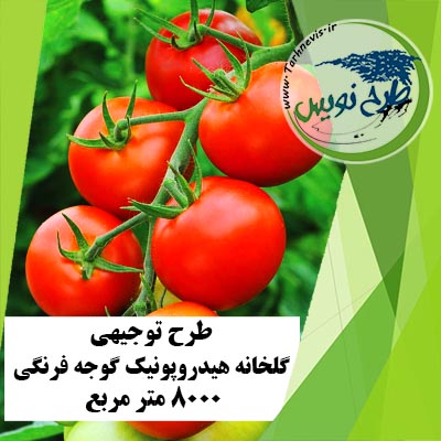 طرح توجیهی گلخانه هیدروپونیک گوجه فرنگی 8000 متر مربع