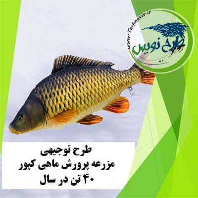 طرح توجیهی پرورش ماهی کپور 40 تن