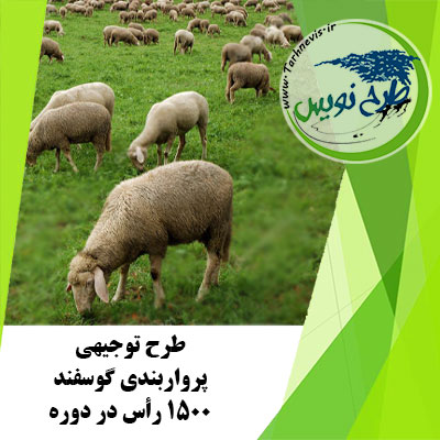 طرح توجیهی پرواربندی گوسفند 1500 رأس