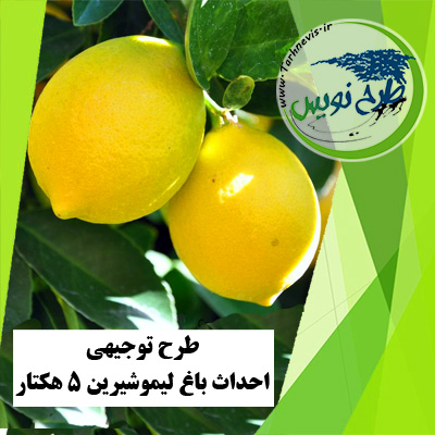 طرح توجیهی احداث باغ لیمو شیرین 5 هکتار