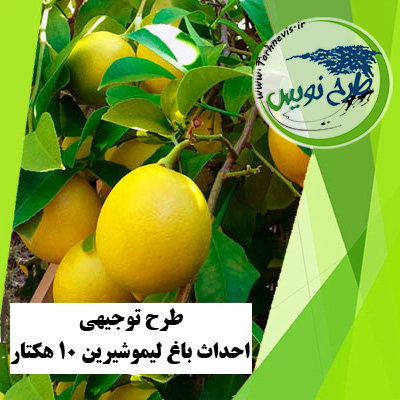 طرح توجیهی احداث باغ لیمو شیرین 10 هکتار