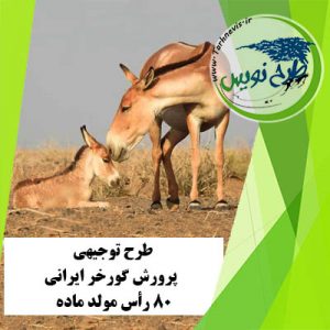 طرح توجیهی پرورش گورخر ایرانی 80 رأس مولد ماده