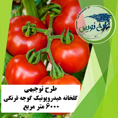 طرح توجیهی گلخانه هیدروپونیک گوجه فرنگی 6000 متر مربع
