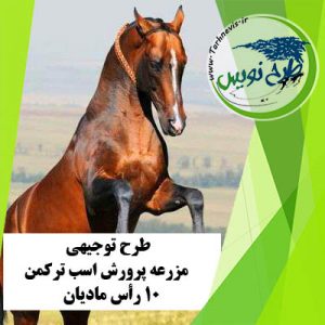 طرح توجیهی پرورش اسب ترکمن 10 رأس مادیان