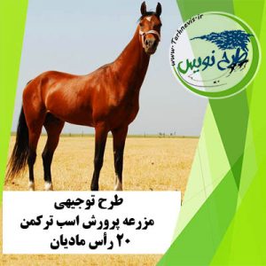 طرح توجیهی پرورش اسب ترکمن 20 رأس مادیان