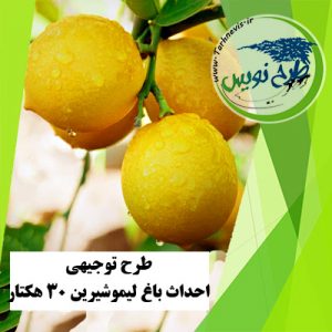 طرح توجیهی احداث باغ لیمو شیرین 30 هکتار