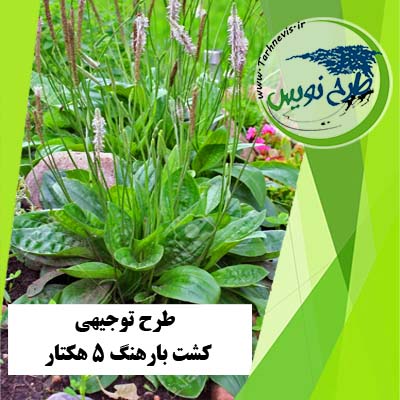 طرح توجیهی کشت بارهنگ 5 هکتار