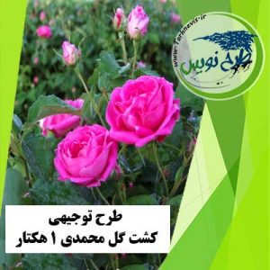 طرح توجیهی کشت گل محمدی 1 هکتار